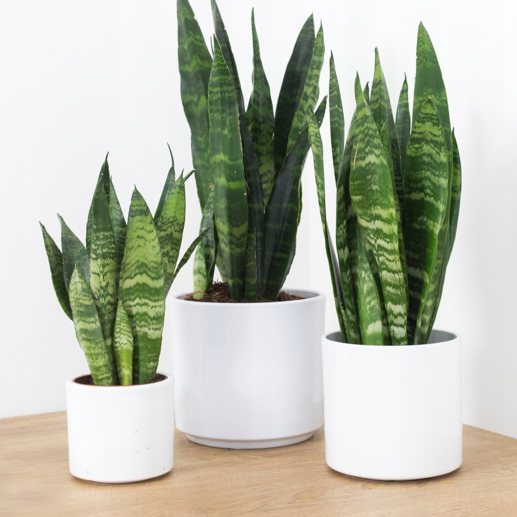 Sansewieria-BLACK-CORAL-Sansevieria-WEZOWNICA