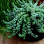 crassula-marnieriana-hottentot-grubosz