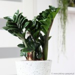 zamioculcas-zamiifolia-zenzi-zamiokulkas-zamiolistny